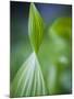 Corn Lily, Mount Baker-Snoqualmie National Forest, Washington.-Ethan Welty-Mounted Photographic Print