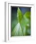 Corn Lily, Mount Baker-Snoqualmie National Forest, Washington.-Ethan Welty-Framed Photographic Print
