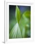 Corn Lily, Mount Baker-Snoqualmie National Forest, Washington.-Ethan Welty-Framed Photographic Print