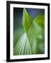 Corn Lily, Mount Baker-Snoqualmie National Forest, Washington.-Ethan Welty-Framed Photographic Print