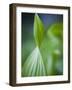 Corn Lily, Mount Baker-Snoqualmie National Forest, Washington.-Ethan Welty-Framed Photographic Print