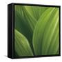 Corn Lily-Jan Bell-Framed Stretched Canvas