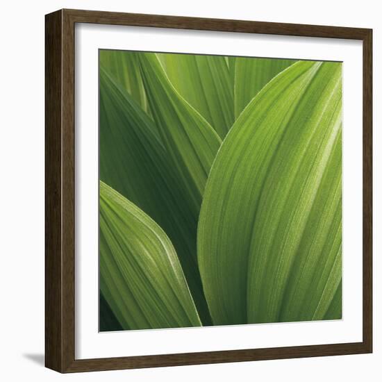 Corn Lily-Jan Bell-Framed Photographic Print