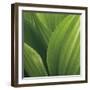 Corn Lily-Jan Bell-Framed Photographic Print