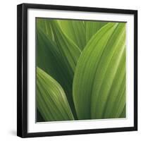 Corn Lily-Jan Bell-Framed Photographic Print