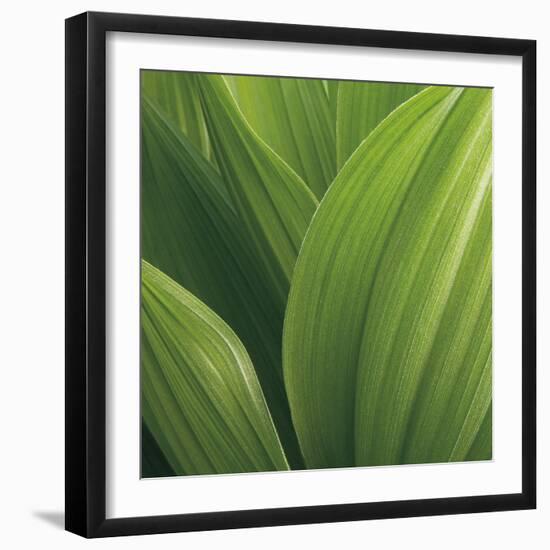 Corn Lily-Jan Bell-Framed Photographic Print