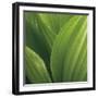 Corn Lily-Jan Bell-Framed Photographic Print