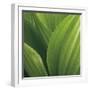 Corn Lily-Jan Bell-Framed Photographic Print