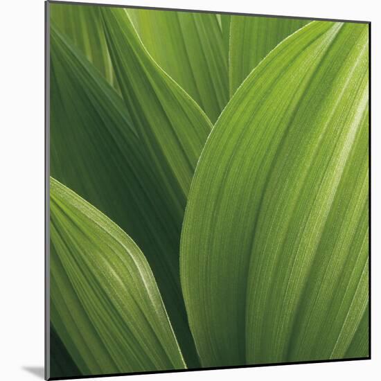 Corn Lily-Jan Bell-Mounted Photographic Print
