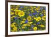 Corn Marigold (Chrysanthemum Segetum) And Cornflowers (Centaurea) In Flower, July, England, UK-Ernie Janes-Framed Photographic Print