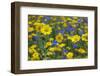 Corn Marigold (Chrysanthemum Segetum) And Cornflowers (Centaurea) In Flower, July, England, UK-Ernie Janes-Framed Photographic Print