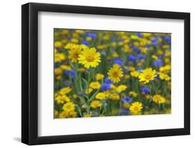 Corn Marigold (Chrysanthemum Segetum) And Cornflowers (Centaurea) In Flower, July, England, UK-Ernie Janes-Framed Photographic Print