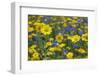 Corn Marigold (Chrysanthemum Segetum) And Cornflowers (Centaurea) In Flower, July, England, UK-Ernie Janes-Framed Photographic Print