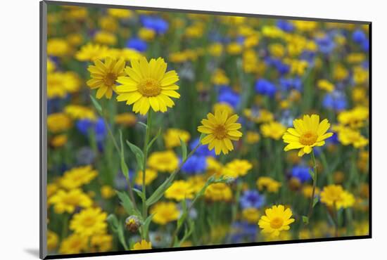 Corn Marigold (Chrysanthemum Segetum) And Cornflowers (Centaurea) In Flower, July, England, UK-Ernie Janes-Mounted Photographic Print