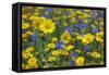 Corn Marigold (Chrysanthemum Segetum) And Cornflowers (Centaurea) In Flower, July, England, UK-Ernie Janes-Framed Stretched Canvas