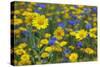 Corn Marigold (Chrysanthemum Segetum) And Cornflowers (Centaurea) In Flower, July, England, UK-Ernie Janes-Stretched Canvas