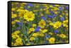 Corn Marigold (Chrysanthemum Segetum) And Cornflowers (Centaurea) In Flower, July, England, UK-Ernie Janes-Framed Stretched Canvas