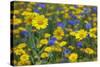 Corn Marigold (Chrysanthemum Segetum) And Cornflowers (Centaurea) In Flower, July, England, UK-Ernie Janes-Stretched Canvas