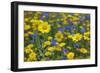 Corn Marigold (Chrysanthemum Segetum) And Cornflowers (Centaurea) In Flower, July, England, UK-Ernie Janes-Framed Photographic Print