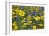 Corn Marigold (Chrysanthemum Segetum) And Cornflowers (Centaurea) In Flower, July, England, UK-Ernie Janes-Framed Photographic Print