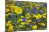 Corn Marigold (Chrysanthemum Segetum) And Cornflowers (Centaurea) In Flower, July, England, UK-Ernie Janes-Mounted Photographic Print