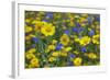 Corn Marigold (Chrysanthemum Segetum) And Cornflowers (Centaurea) In Flower, July, England, UK-Ernie Janes-Framed Photographic Print