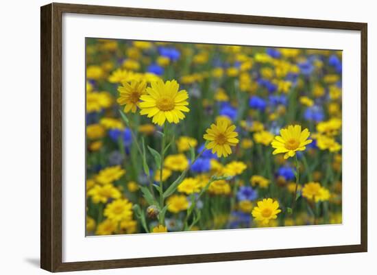 Corn Marigold (Chrysanthemum Segetum) And Cornflowers (Centaurea) In Flower, July, England, UK-Ernie Janes-Framed Photographic Print