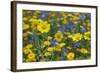 Corn Marigold (Chrysanthemum Segetum) And Cornflowers (Centaurea) In Flower, July, England, UK-Ernie Janes-Framed Photographic Print