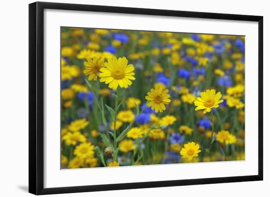 Corn Marigold (Chrysanthemum Segetum) And Cornflowers (Centaurea) In Flower, July, England, UK-Ernie Janes-Framed Photographic Print