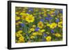 Corn Marigold (Chrysanthemum Segetum) And Cornflowers (Centaurea) In Flower, July, England, UK-Ernie Janes-Framed Photographic Print