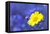 Corn Marigold in Bloom with Cornflowers in Background-null-Framed Stretched Canvas