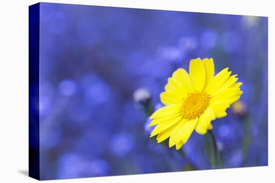 Corn Marigold in Bloom with Cornflowers in Background-null-Stretched Canvas