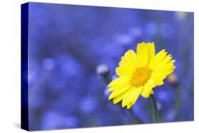 Corn Marigold in Bloom with Cornflowers in Background-null-Stretched Canvas