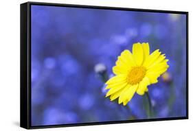 Corn Marigold in Bloom with Cornflowers in Background-null-Framed Stretched Canvas