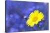 Corn Marigold in Bloom with Cornflowers in Background-null-Stretched Canvas