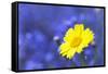 Corn Marigold in Bloom with Cornflowers in Background-null-Framed Stretched Canvas