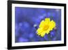 Corn Marigold in Bloom with Cornflowers in Background-null-Framed Photographic Print