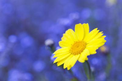https://imgc.allpostersimages.com/img/posters/corn-marigold-in-bloom-with-cornflowers-in-background_u-L-Q105X8X0.jpg?artPerspective=n