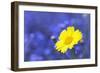 Corn Marigold in Bloom with Cornflowers in Background-null-Framed Photographic Print