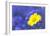 Corn Marigold in Bloom with Cornflowers in Background-null-Framed Photographic Print