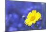 Corn Marigold in Bloom with Cornflowers in Background-null-Mounted Photographic Print