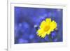 Corn Marigold in Bloom with Cornflowers in Background-null-Framed Photographic Print