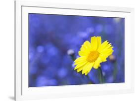 Corn Marigold in Bloom with Cornflowers in Background-null-Framed Photographic Print