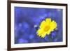 Corn Marigold in Bloom with Cornflowers in Background-null-Framed Photographic Print