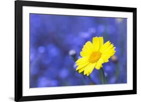 Corn Marigold in Bloom with Cornflowers in Background-null-Framed Photographic Print