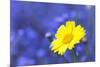 Corn Marigold in Bloom with Cornflowers in Background-null-Mounted Photographic Print