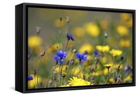 Corn Marigold in Bloom with Cornflowers-null-Framed Stretched Canvas