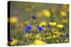 Corn Marigold in Bloom with Cornflowers-null-Stretched Canvas