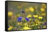 Corn Marigold in Bloom with Cornflowers-null-Framed Stretched Canvas