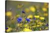 Corn Marigold in Bloom with Cornflowers-null-Stretched Canvas